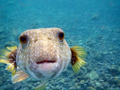 Lawsuit: DLNR Must Study Effects of Aquarium Fish Trade on Hawaii Reefs