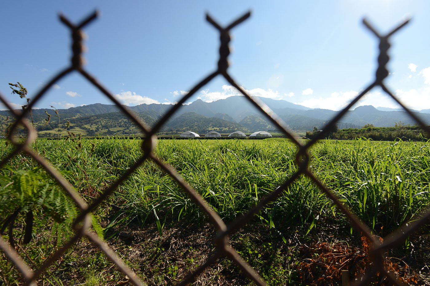 View of fields near Pioneer Hi-Bred International Inc. for Anita's story.  13 jan 2015. photograph Cory lum/Civil Beat