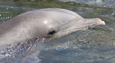 The Days Of Easy Access To Dolphins In Hawaii May Be Ending