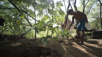 Ben planted papaya near his tent.