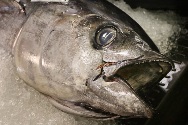 An ahi head at the Honolulu fish auction.