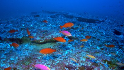 GOP Could Reverse Protection Of Papahanaumokuakea
