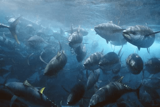 A mixed school of tuna are caught in a purse seine net.
