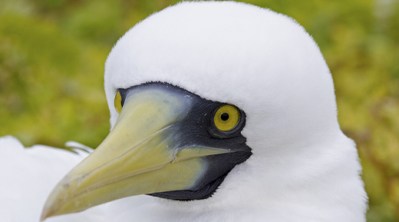 Masked booby