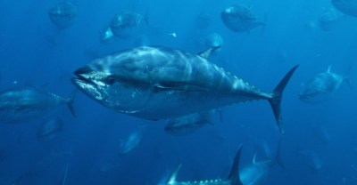Tuna Commission’s ‘Glacial’ Pace Suits Some In Industry Just Fine