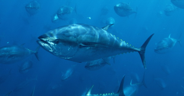 Pacific bluefin tuna (Thunnus thynnus) schooling, Mexico.