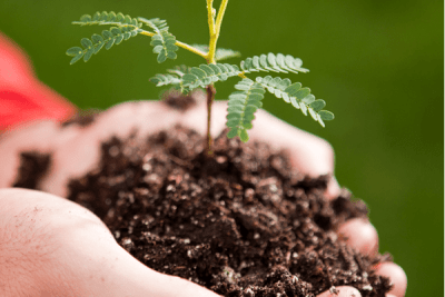 Endemic trees