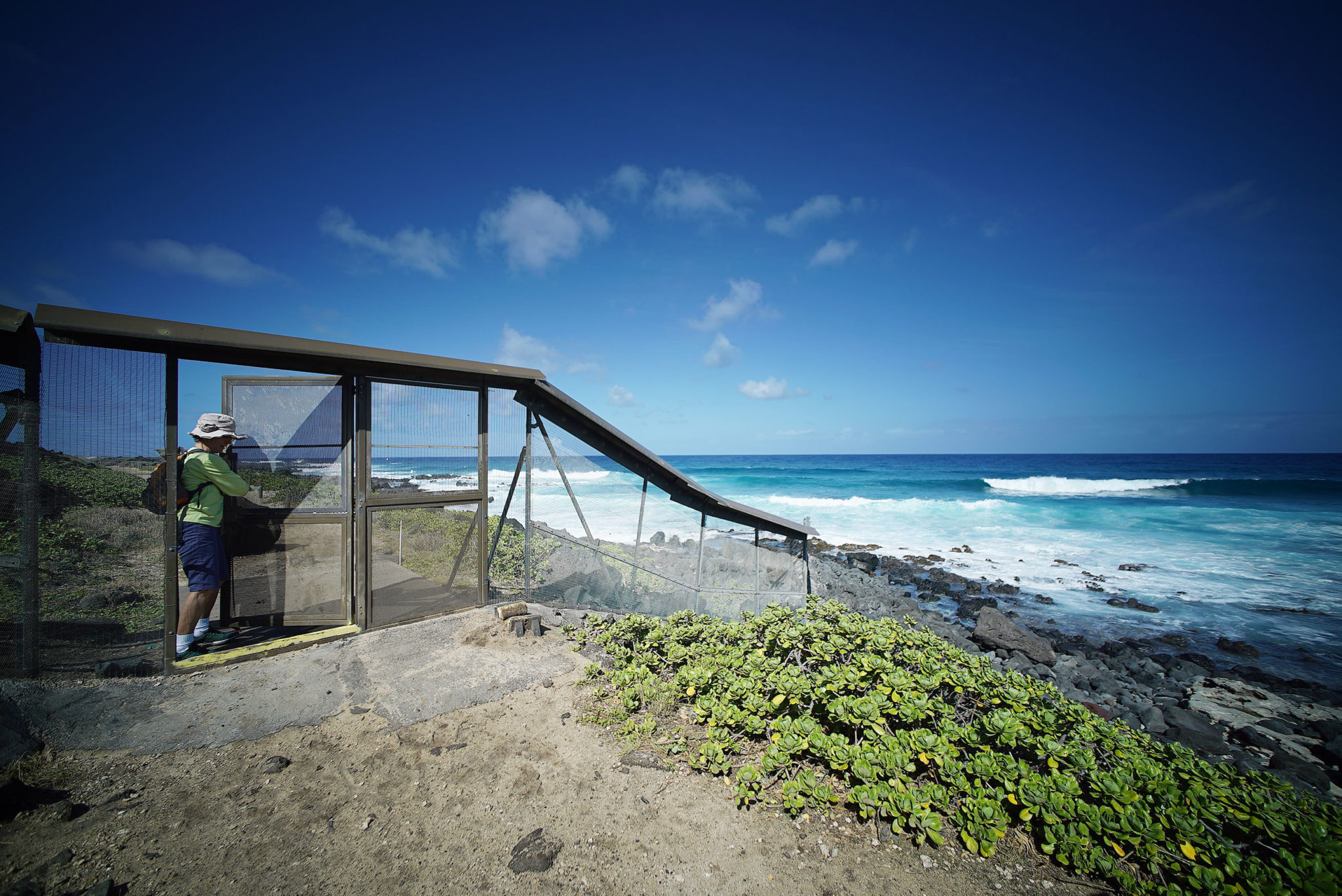 Laysan Albatross Fence Kaena Point visitors door. Mokuleia side. 7 feb 2017