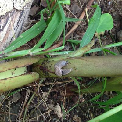 Tad Bartimus: What You Need To Know About Rat Lungworm Disease