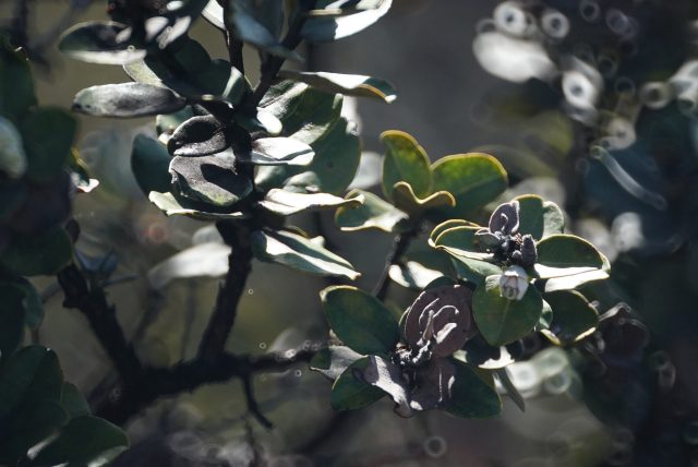 Rapid Ohia Death Halemaumau Kilauea caldera closeup of sickly leaves. 17 may 2017