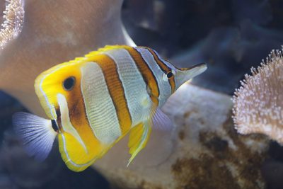 DLNR Urges Ige To Veto Bill Phasing Out Aquarium Fishing In Hawaii