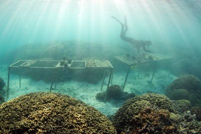 The Sex Life Of Coral: Why Scientists Think It Could Save Us All