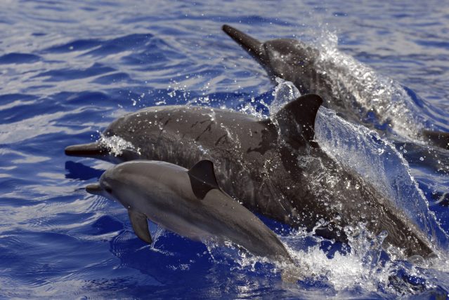 This undated photo provided by NOAA Fisheries shows Spinner dolphins in Hawaii. A judge in Hawaii has found a tour operator violated federal law by repeatedly dropping swimmers in front of dolphins and encircling the animals with his tour boat. (NOAA Fisheries via AP)