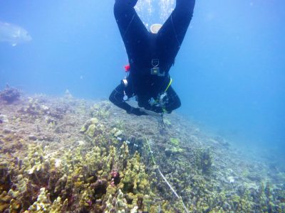 The State Of Coral In The Northwestern Hawaiian Islands