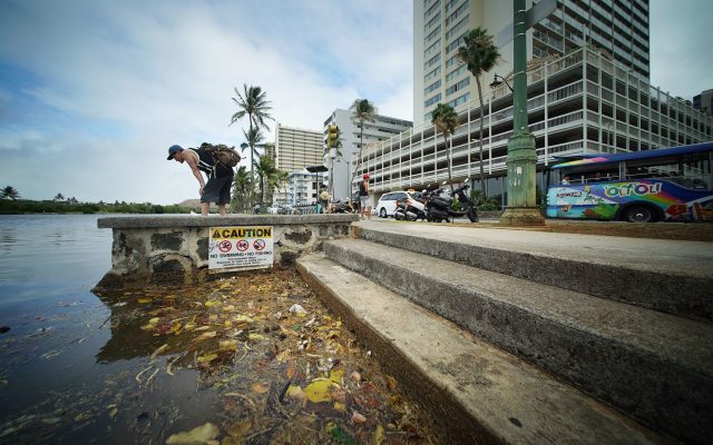 Person peers over the bank of the Ala Wai Canal during a high tide at 3pm at the same time that Hurricane Hector was skirting south of the Hawaiian Islands. If Hurricane Hector hit Oahu, this compounded w/ the King TIde could have devastated and flooded Waikiki. 9 aug 2018