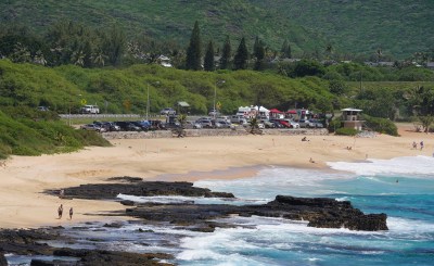 Sandy Beach bushes, Bushes along Kamehameha Highway.