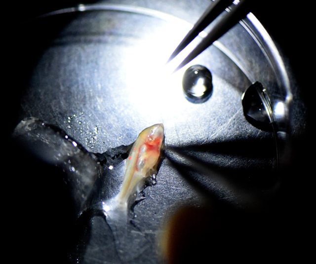 Yoshizawa dissects a small cave fish in his science laboratory at the UH Manoa campus in Honolulu, HI, Tuesday, November 13, 2018. Yoshizawa is studying cave fish in hopes of finding new treatments for humans with autism through his research with the fish. Civilbeat Photo Ronen Zilberman.