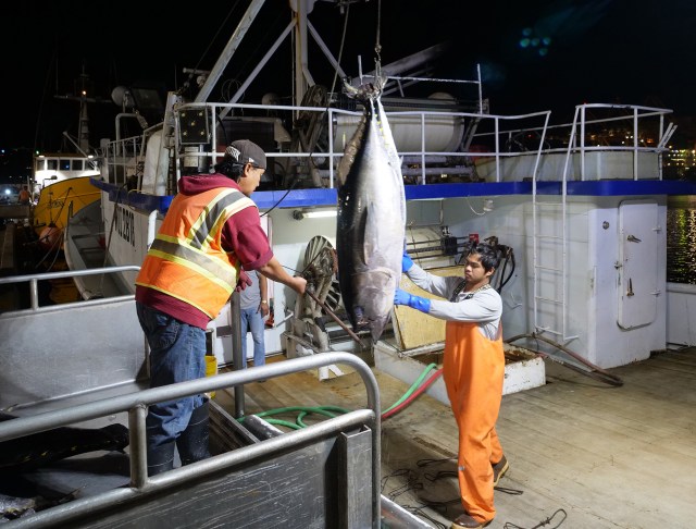 United Fishing Agency's Wilbur Caliri receives a load of fish from a fisherman to be sold at the morning's auction to seafood buyers in an open competitive bidding environment Wednesday, December 5, 2018. Every day starts early on Pier 38 where fishermen can be found six days a week unloading their fresh catches to be sold at the Honolulu Fish Auction. (Civil Beat photo Ronen Zilberman)