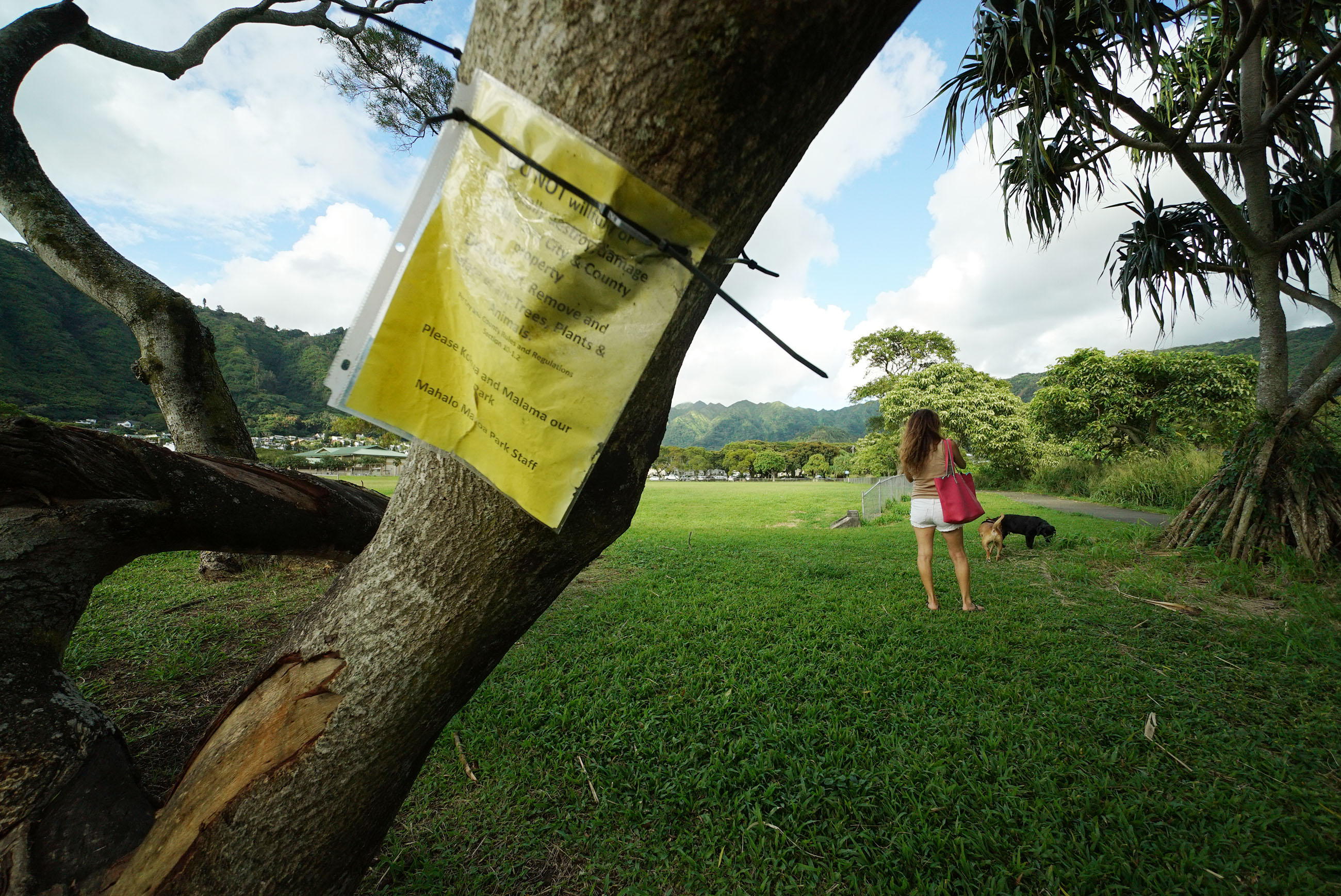 Damaged Acacia Trees at Manoa Park.