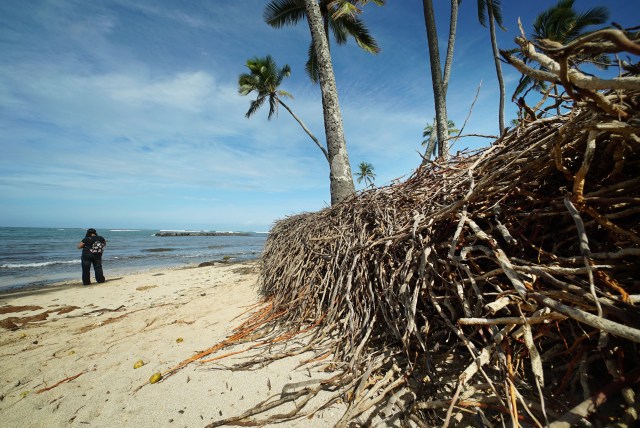 Haleiwa Beach Park roots and Coconut roots topsoil exposed along shoreline.