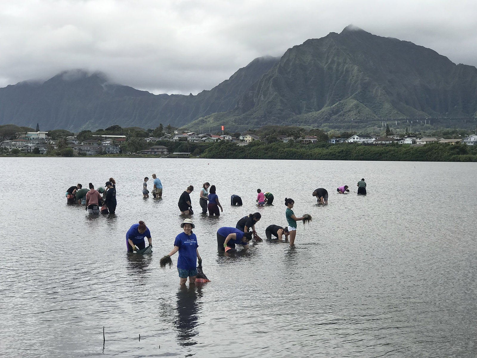 Volunteers for the Paepae O He'eia non-profit organization collect invasive limu seaweed from inside He'eia fishpond walls on Saturday, March 23, 2019.  The restoration of the He'eia fishpond for the past 15 years would not have been possible without the help of countless volunteers who turn out once a month on community workdays. (CivilBeat photo Ronen Zilberman)