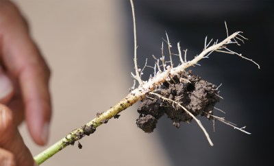 Nitrogen producing plants for soil at Mao farms.