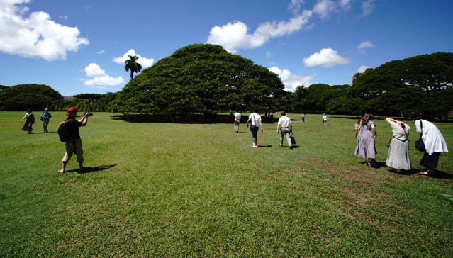 Hitachi Tree at Moanalua Gardens. Scores of visitors from Japan pose with the Hitachi tree located at Moanalua Gardens.