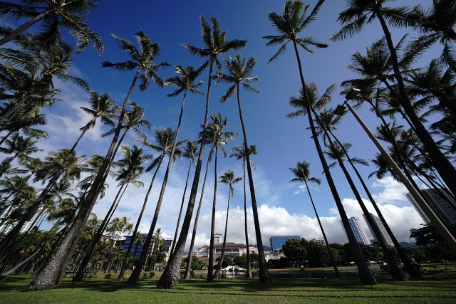 Ala Moana Beach park with towering coconut trees.