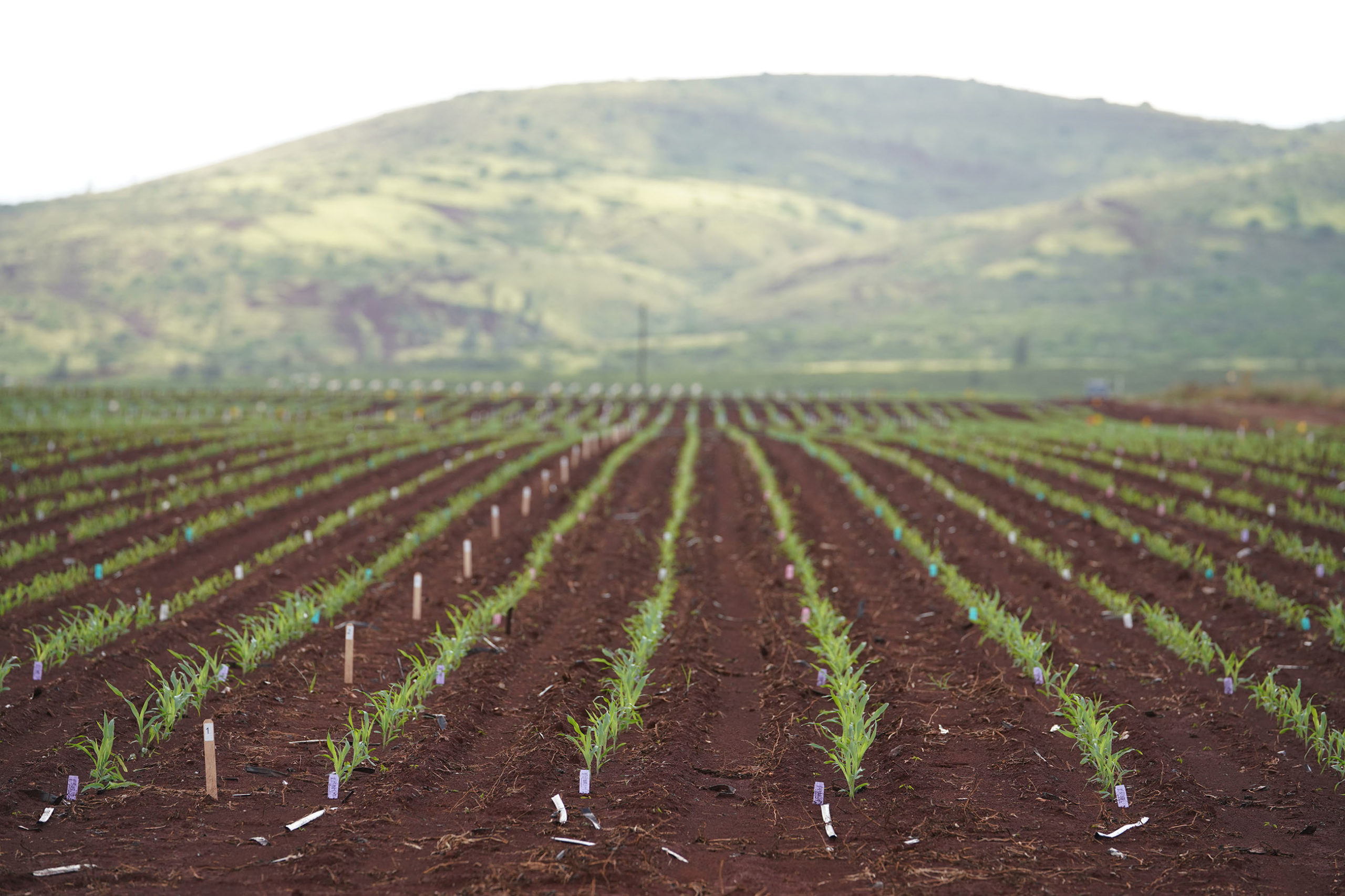 Bayer Crop Science located at 94-520 Kunia Road Kapolei. Rows of newly planted corn with Waianae Mountains in the background.
