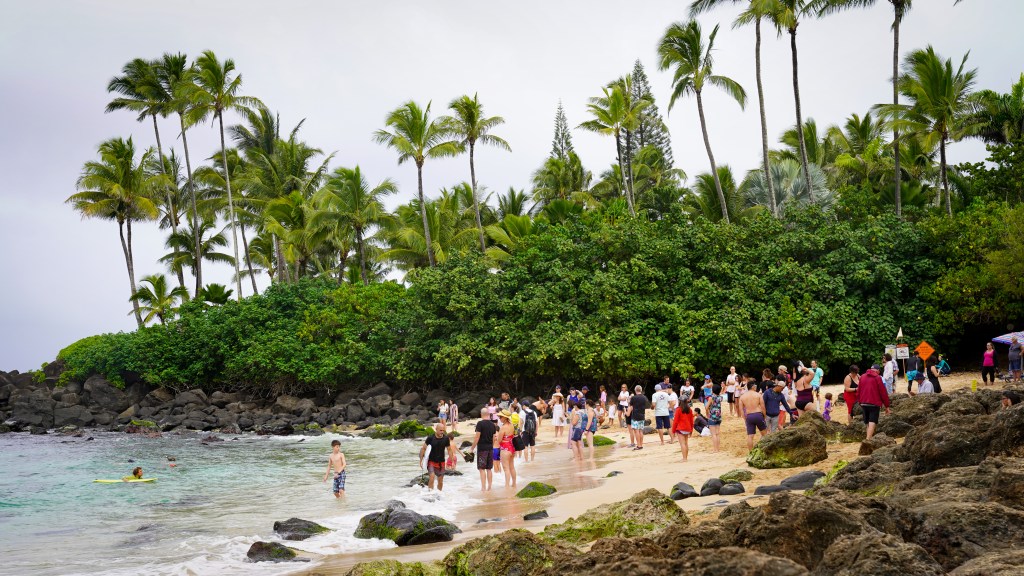 Laniakea Beach Kamehameha Highway North Shore Tourists