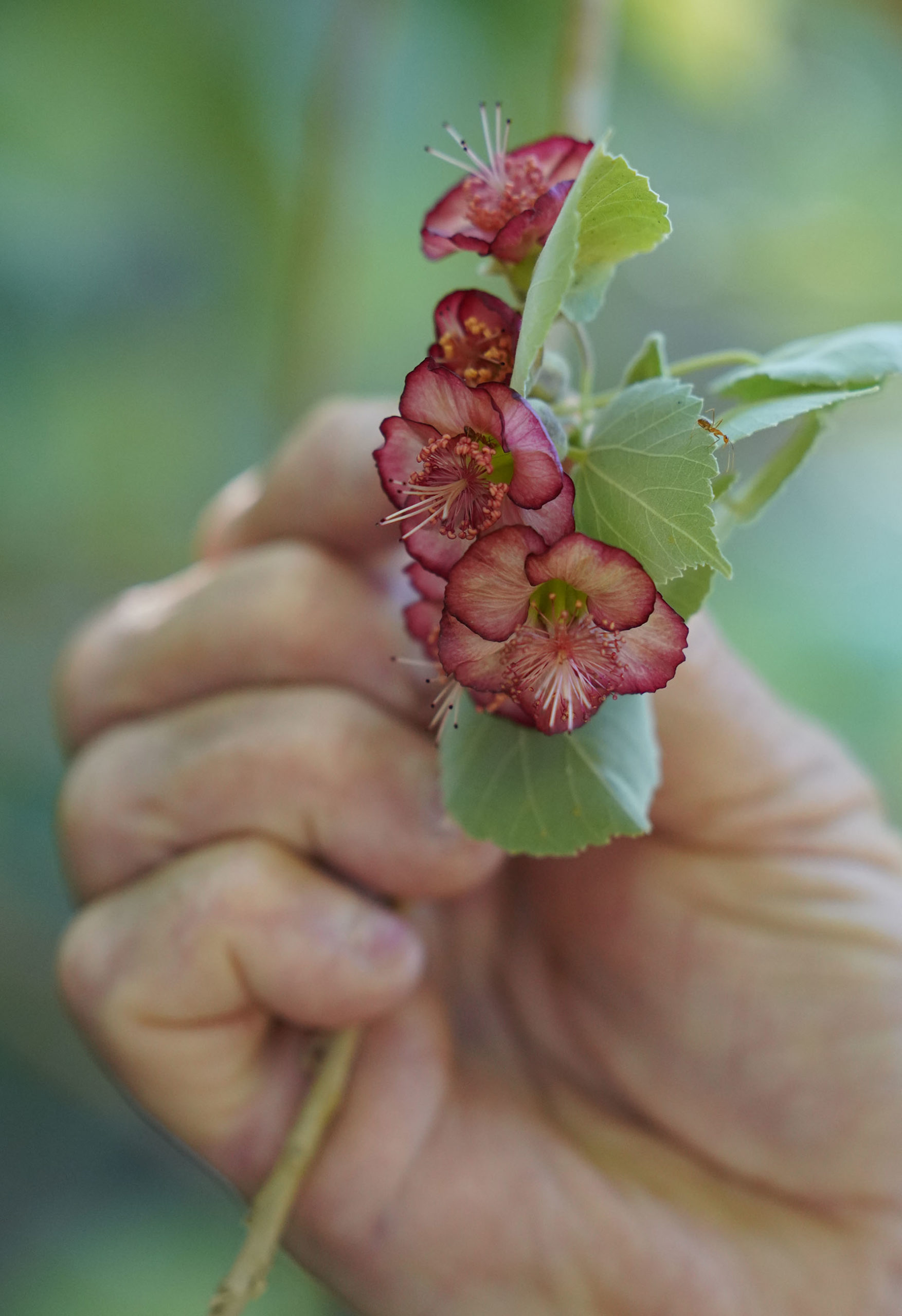 Peter Savio points out a rare flower and said he forgot the name.