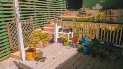 How Do I Grow My Own Food During A Pandemic?