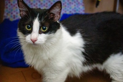 Are Cats Bad For Hawaii’s Environment?