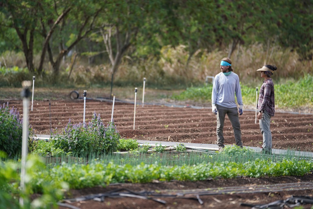Hawaii Grown Ahiki Acres farmers Haley Miyaoka and Matthew McKinnon stand at their farm located in Waimanalo.