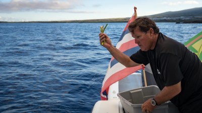 Oceanic Whitetip Shark Mike Nakachi Hookupu