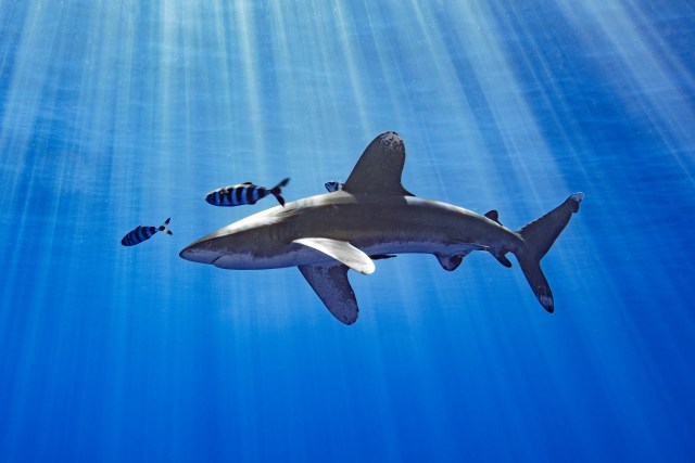 Nakachi Shark Kahu Mano