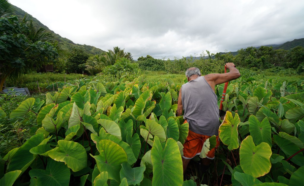James Anthony digs up dryland taro on his leased state land located in Kahana Valley.
