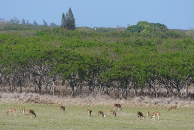 Scores of Axis Deer feed on an open field near the Molokai Baptist Church located in Hoolehua, Molokai. January 15, 2021