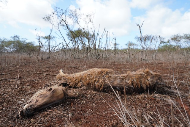 A dead Axis Deer rests in an open field along Maunaloa Highway after drought and famine is killing the animals on Molokai. January 15, 2021.