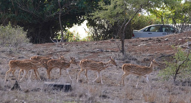 Axis Deer cruise thru near Kaluakoi Resort in the early afternoon. Usually the shy animals feed at night and more day sighting near human activity due to a long drought and shortage of food resources. January 15, 2021