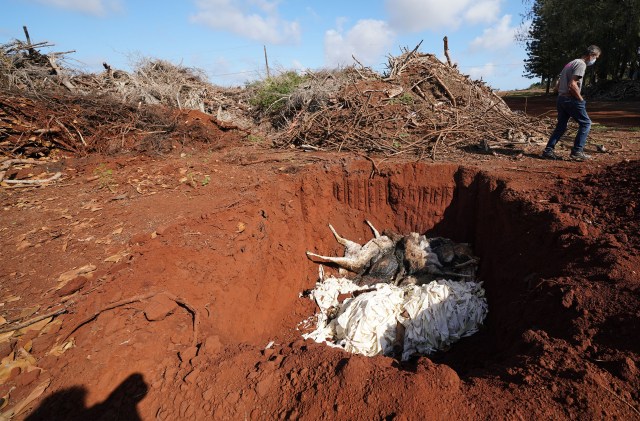 Walter Ritte walks near an open pit at Molokai Ranch where the ranch is burrying dead Axis Deer found on its property. January 15, 2021