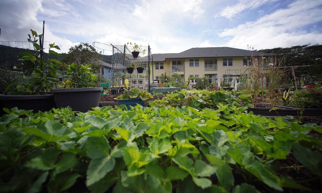 Manoa Valley Community garden crops grow with subdivision next to the garden in the background.