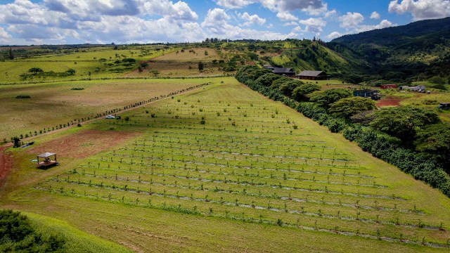 Hawaii Grown Hua Orchards Drone