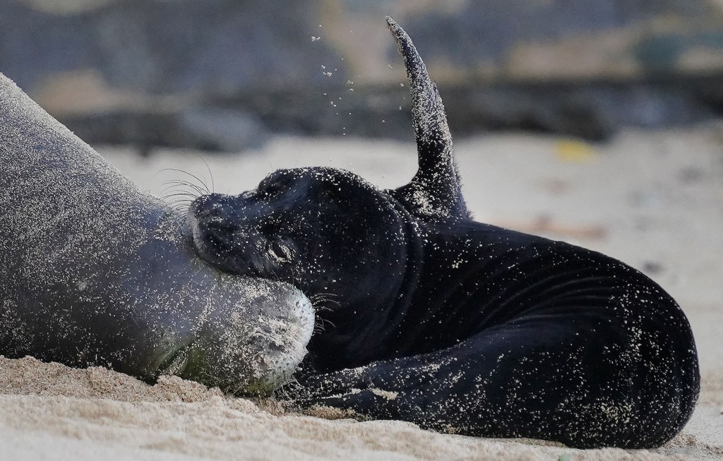 Monk seal named Kaiwi with her week old pup at Kaimana Beach. April 2, 2021