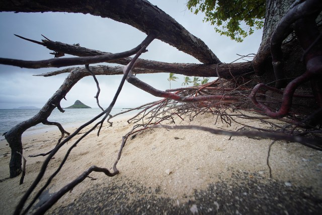 Exposed roots along the beach at Kualoa Beach Park. Eventually these trees will die due to salt water inundation.