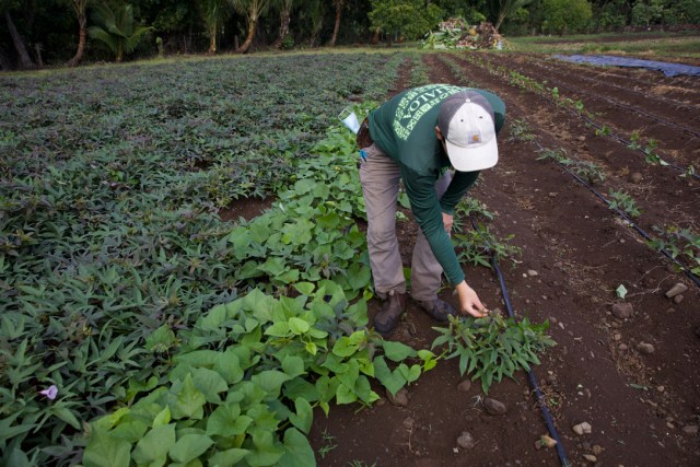 Diversified agriculture and small livestock manager Austin Tom reaches down for sweet potato cuttings. They plant a new row each week on the agriculture land at Kualoa Ranch.