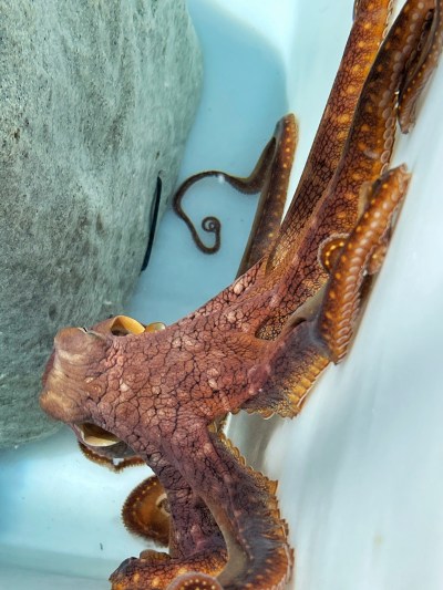 An octopus in an aquarium tank