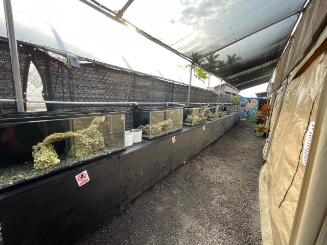 octopus in fish tanks