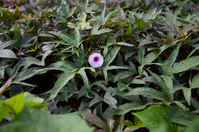 Rows of young sweet potato of various Hawaiian varieties grow on Kualoa Ranch.
