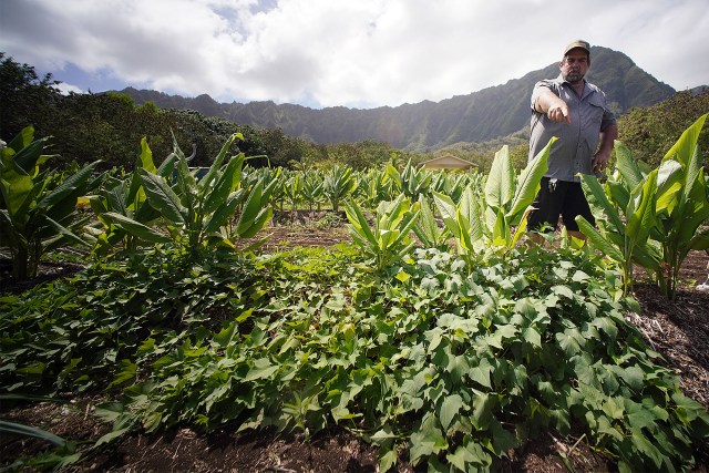 Ted Radovich points to a sweet potato plant growing in a patch of Tumeric plants.